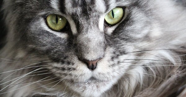 Quel est l'objectif principal ?